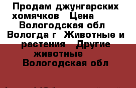 Продам джунгарских хомячков › Цена ­ 50 - Вологодская обл., Вологда г. Животные и растения » Другие животные   . Вологодская обл.